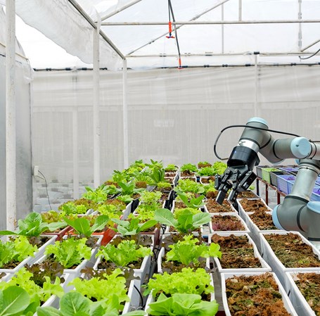 Et drivhus med en stor produktion af salat og en maskine.