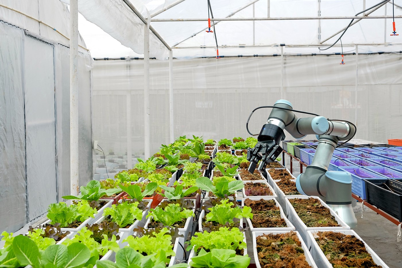 Et drivhus med en stor produktion af salat og en maskine.